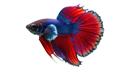 Fototapeta premium Isolated Red and Blue Betta Fish, Pet, Animal, Aquatic Life, Freshwater, Color, Elegant