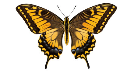 Isolated butterfly with open wings showing detailed wing pattern in yellow, black, and blue © Natalia