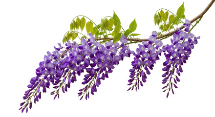 Isolated wisteria vine with green leaves, purple flowers cascading down a branch in summer © Natalia