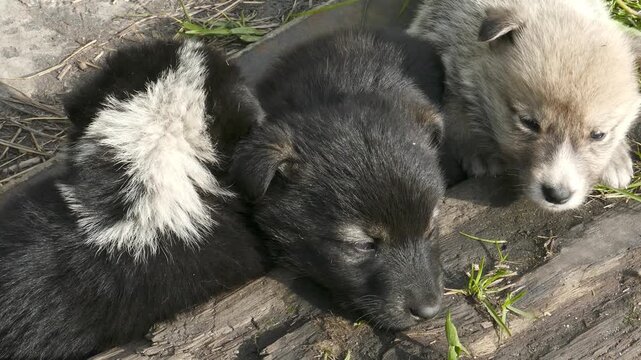 Small, defenseless homeless puppies huddle together for warmth on a cold spring day.
