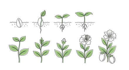 Seed Germination and Flowering Plant Growth Stages.
