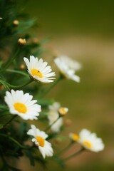 Fototapeta premium White daisies in natural sunlight with soft bokeh