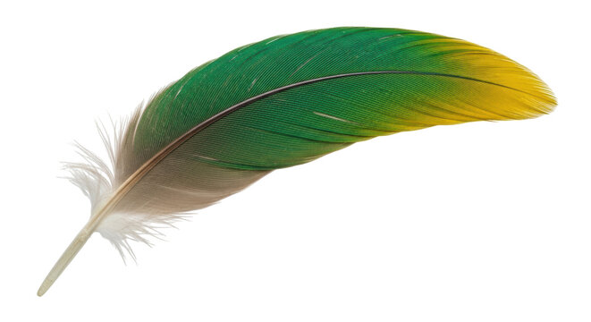 Isolated colorful parrot feather for decoration, ornithology, or craft projects, exotic avian