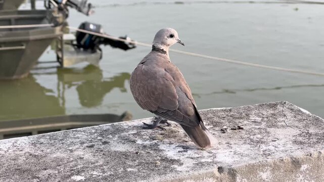 Red collared dove standing on concrete wall in urban environment