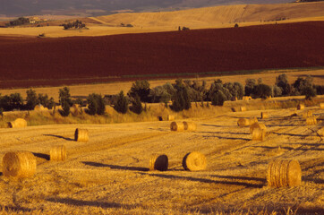 Obraz premium val d'orcia harvested corn fields,Tuscany, Italy
