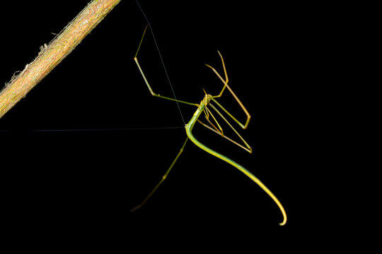 Ariamnes flagellum whip spider macro hanging on web thread