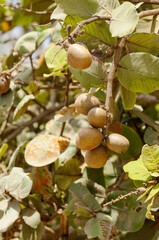 Obraz premium Fruits tropicaux