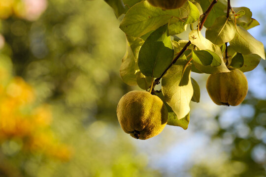 Fruit tropical sur l'arbre