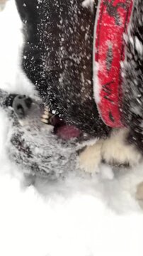 Two Husky dogs playing in the snow in winter, funny dog. The breed is a Russian-European laika. 