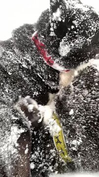 Two Husky dogs playing in the snow in winter, funny dog. The breed is a Russian-European laika. 