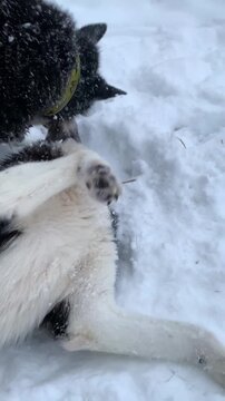 Two Husky dogs playing in the snow in winter, funny dog. The breed is a Russian-European laika. 