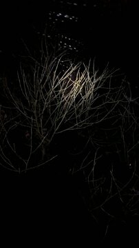 Snow flakes at night in the forest against the background of a tree, heavy snowfall, blizzard. A winter hurricane with wind, a snow squall.