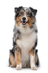 Australian Shepherd dog sitting on white background 1
