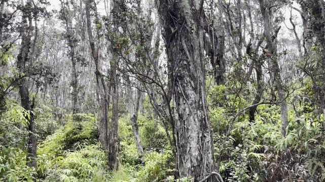 Native Hawaiian Ohia Lehua Forest on a Gloomy Day with Hawaiian Honeycreepers Singing, Big Island, Hawaii
