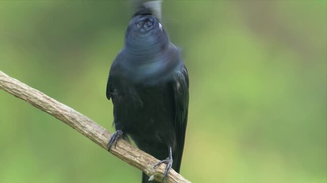 Greater racket-tailed drongo perches calmly on thin branch. Long, sleek tail feathers hang gracefully below. Soft green background highlights bird's sharp features. Bird appears alert and poised.