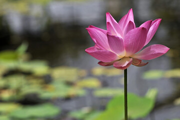 Gros plan sur une fleur de lotus © PPJ
