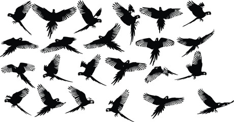 Black silhouette collection of flying macaw parrots in various poses isolated on white background set of tropical bird flight motion elements for creative design © Mahsina