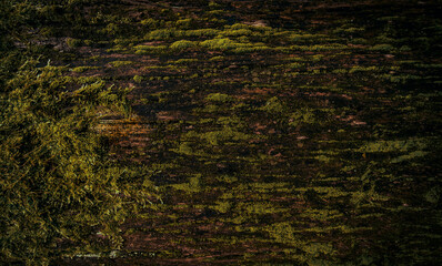 dark mossy tree trunk texture © avtk