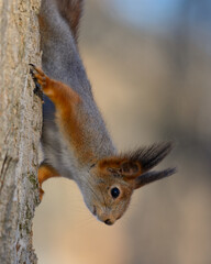 Naklejka premium squirrel on a branch