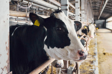 北海道の酪農牧場の牛舎で飼育されているホルスタインの乳牛　 Holstein...