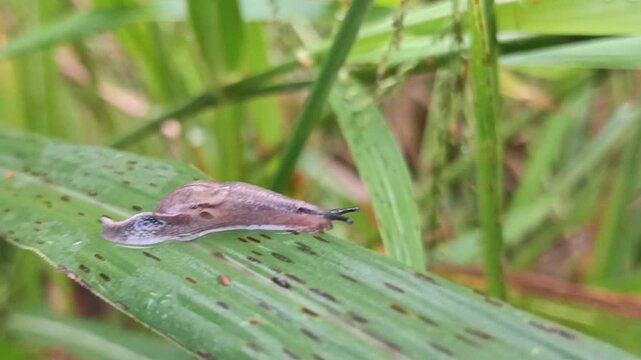Yellow-shelled Semi-Slug (parmarion martensi), agricultural pest