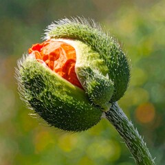 Obraz premium A green poppy bud with orange petals partially blooming