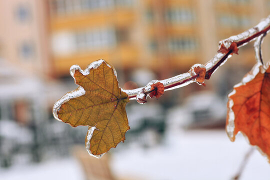 Сloseup brown autumn leaf covering in layer of clear ice on tree branch