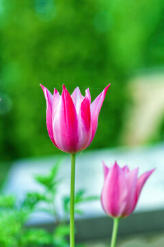 Vibrant pink and white striped Lily tulips Claudia blooming in spring garden