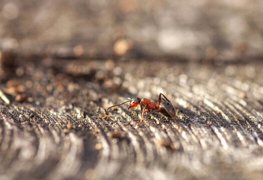 Red Wood Ant walking on wooden log closeup, side view