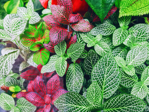 Fittonia variegated foliage. Various Mosaic tropical flowering plants growing in garden