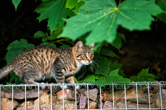 Young tabby kitten walks on stone wall and metal fence in large green leaves