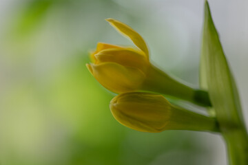 Naklejka premium Dwarf daffodil Narcissus Tete a Tete blooms with a yellow trumpet centre and open petals on a slender stem against a soft, blurred green background, forming a natural spring backdrop.