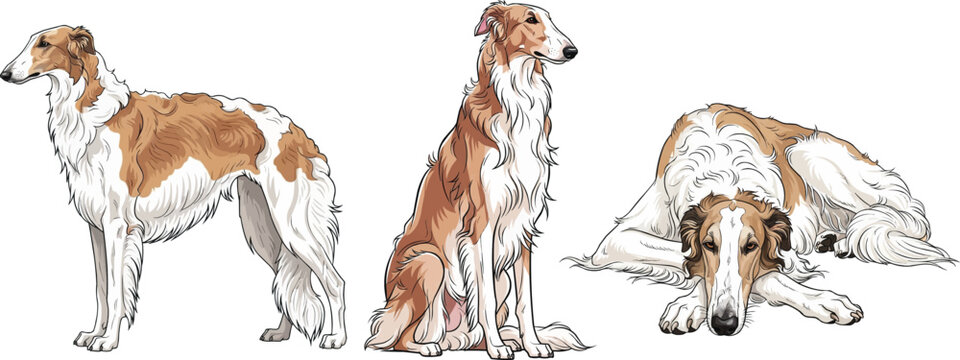 Borzoi dog lying down relaxed sitting standing side profile pose set