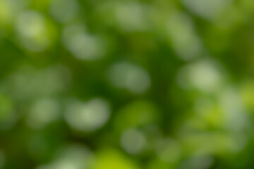 Fototapeta premium Blurred green foliage creating a soft natural background with circular bokeh highlights, smooth abstract nature texture with vibrant fresh tones.