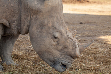 Fototapeta premium Close-up profile of a white rhinoceros grazing on dry grass in a dusty enclosure, thick wrinkled skin and horns.