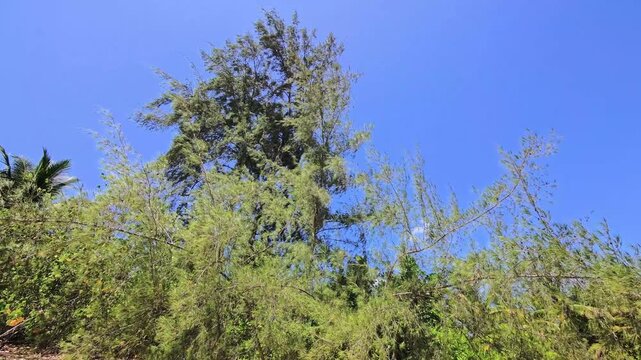 Tall coastal casuarina tree rising above dense beach vegetation