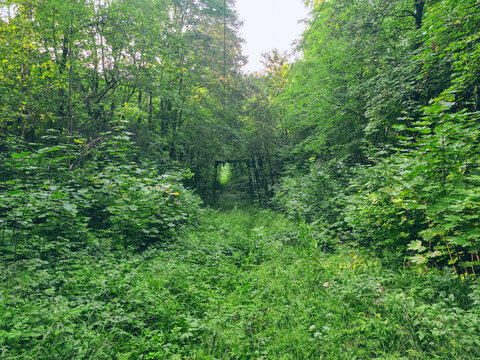 Overgrown summer forest path leading to arch of trees, cable car line
