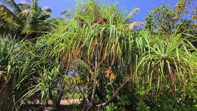 Pandanus tree with long leaves in tropical coastal vegetation