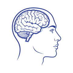 Detailed illustration of human brain inside skull
