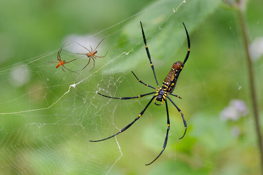 Golden orb weaver spider on web with smaller spiders