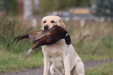 labrador retriever cream female holding a pheasant in her mouth © dogphotos
