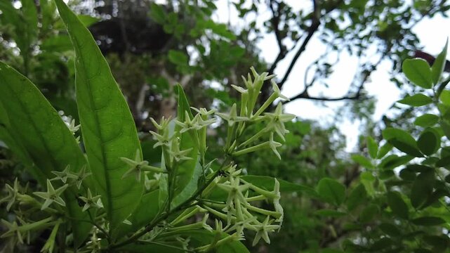 Night Blooming Jasmine Cestrum Nocturnum White Star Shaped Flowers Lush Green Garden Foliage Nature