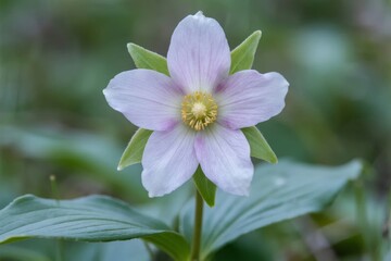 Fototapeta premium A close-up of a pale pink flower with five petals and a yellow center, surrounded by green leaves in a natural setting.