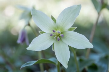Obraz premium Close-up of a pale green flower with five petals and purple stamens in a natural setting