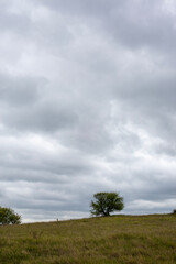 Large tree covered with Ivy in a field - &Icirc;le-de-France - France