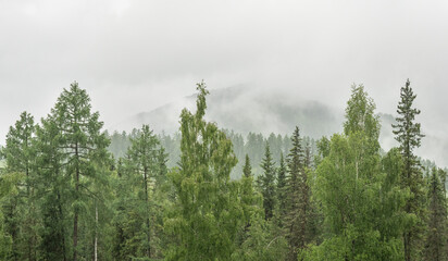 Mountain taiga, coniferous forest, morning fog © Valerii