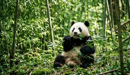 Fotobehang Panda giant panda eating bamboo  © Unique Leep