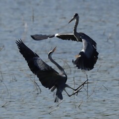 bataille de h&eacute;rons