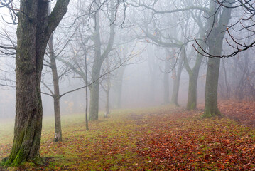 Fototapeta premium Autumn in the woods