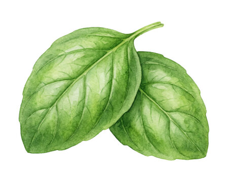 Watercolor basil leaf pair isolated botanical illustration
